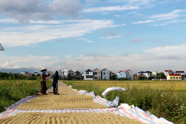 Người dân Quảng Trị xuyên đêm gặt lúa "chạy" bão số 5- Ảnh 4. Người dân Quảng Trị xuyên đêm gặt lúa "chạy" bão số 5- Ảnh 4.