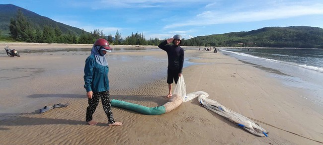 Ruốc về bờ dày đặc, hàng trăm người dân ra bãi biển vớt thu tiền triệu- Ảnh 3. Ruốc về bờ dày đặc, hàng trăm người dân ra bãi biển vớt thu tiền triệu- Ảnh 3.