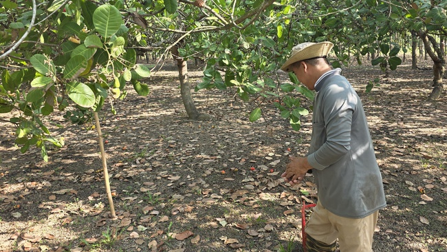 Thủ phủ điều Đồng Nai lao đao v&igrave; mưa tr&aacute;i m&ugrave;a: N&ocirc;ng d&acirc;n thất thu, s&acirc;u bệnh bủa v&acirc;y- Ảnh 1.