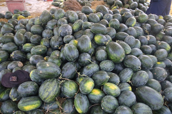 Dưa được m&ugrave;a, ch&iacute;n đầy ruộng nhưng người trồng vẫn lo "sốt v&oacute;"- Ảnh 3.