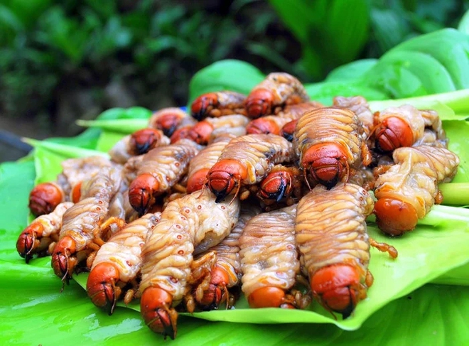 Loài sâu bề ngoài nhìn "sợ khiếp vía", nay lại trở thành đặc sản với giá 350.000 đồng/kg - Ảnh 6.