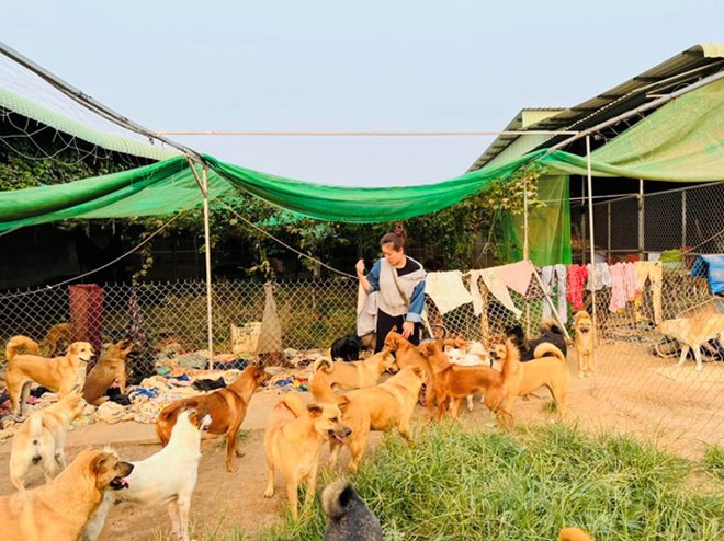 Nữ diễn viên chi 100 triệu mỗi tháng nuôi gần 400 con chó bị bỏ rơi - Ảnh 3.