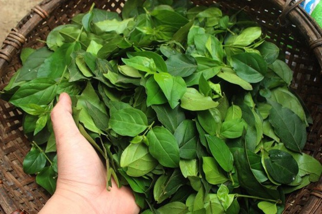 Cây dại ở bờ rào hóa "mỏ vàng", hái lá bán đều tay, thành đặc sản lạ nổi tiếng - Ảnh 3.