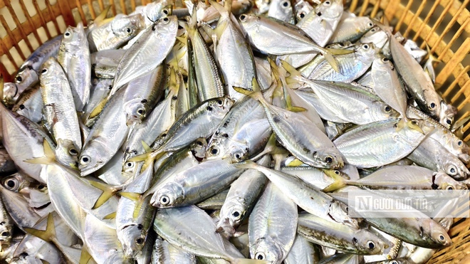 Ngư dân Quảng Ngãi vượt sóng dữ săn "lộc biển" mùa biển động- Ảnh 6. Ngư dân Quảng Ngãi vượt sóng dữ săn "lộc biển" mùa biển động- Ảnh 6.