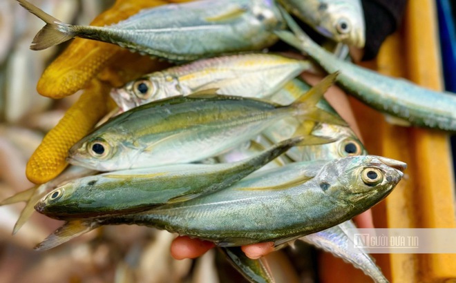 Ngư dân Quảng Ngãi vượt sóng dữ săn "lộc biển" mùa biển động- Ảnh 7. Ngư dân Quảng Ngãi vượt sóng dữ săn "lộc biển" mùa biển động- Ảnh 7.