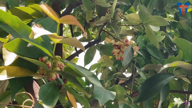 NSND Hồng Vân viên mãn trong cơ ngơi dưỡng già nhiều người mơ ước - Ảnh 15.