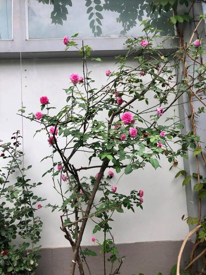 NSND Hồng Vân viên mãn trong cơ ngơi dưỡng già nhiều người mơ ước - Ảnh 5.