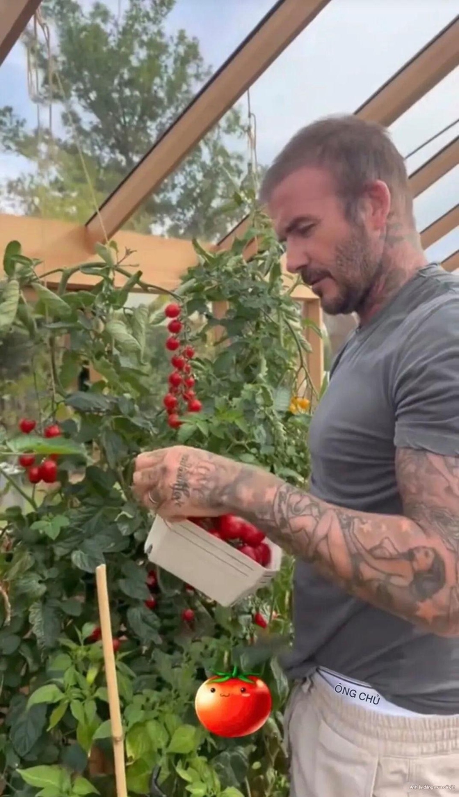 David Beckham "bỏ phố về quê", trồng rau nuôi gà, tận hưởng cuộc sống bình dị giữa điền trang triệu đô - Ảnh 11.