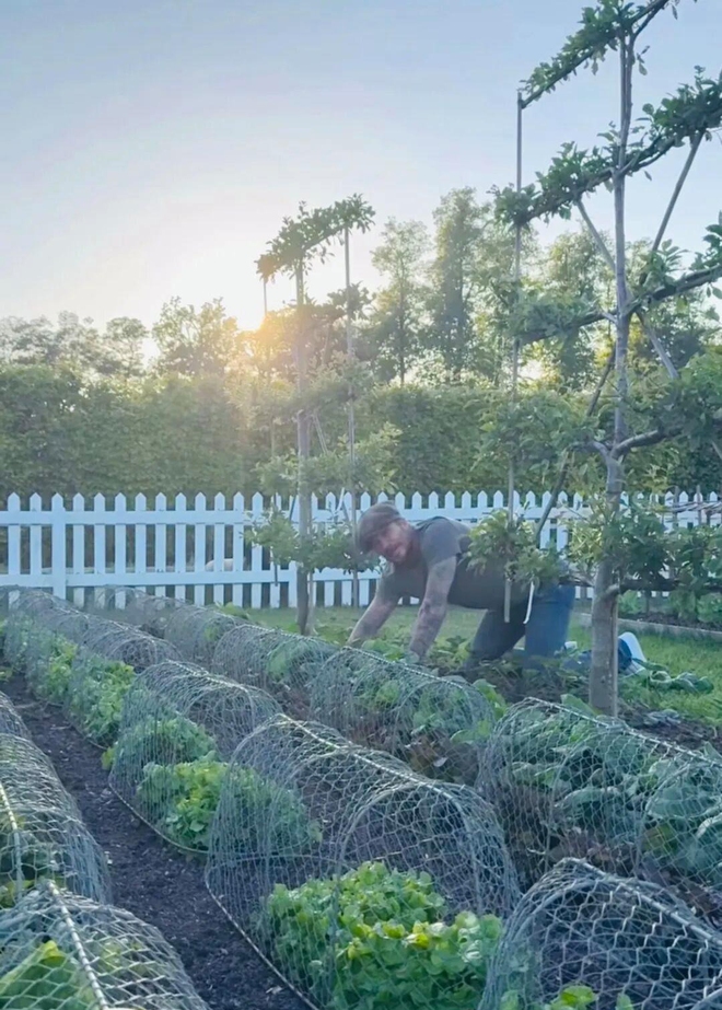 David Beckham "bỏ phố về quê", trồng rau nuôi gà, tận hưởng cuộc sống bình dị giữa điền trang triệu đô - Ảnh 9.