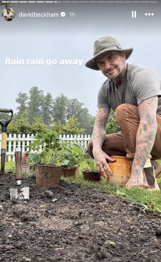 David Beckham "bỏ phố về quê", trồng rau nuôi gà, tận hưởng cuộc sống bình dị giữa điền trang triệu đô - Ảnh 6.