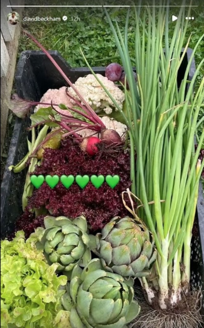 David Beckham "bỏ phố về quê", trồng rau nuôi gà, tận hưởng cuộc sống bình dị giữa điền trang triệu đô - Ảnh 8.