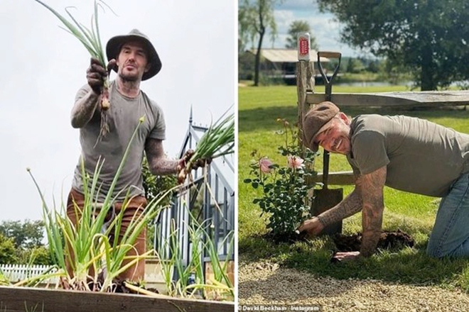 David Beckham "bỏ phố về quê", trồng rau nuôi gà, tận hưởng cuộc sống bình dị giữa điền trang triệu đô - Ảnh 5.