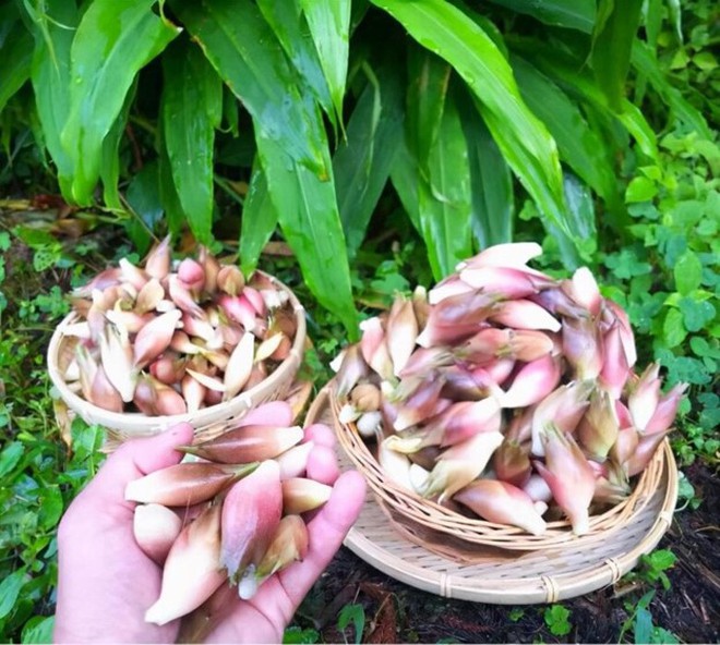 "Nhân sâm châu Á" - Loại rau rừng kỳ lạ, bổ dưỡng - Ảnh 4.