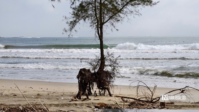 B&atilde;i tắm đẹp nhất Quảng Ng&atilde;i trước nguy cơ bị "x&oacute;a sổ" do triều cường v&agrave; x&acirc;m thực- Ảnh 7.
