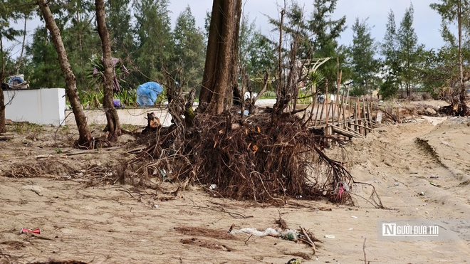 B&atilde;i tắm đẹp nhất Quảng Ng&atilde;i trước nguy cơ bị "x&oacute;a sổ" do triều cường v&agrave; x&acirc;m thực- Ảnh 8.