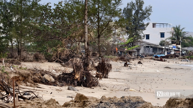 B&atilde;i tắm đẹp nhất Quảng Ng&atilde;i trước nguy cơ bị "x&oacute;a sổ" do triều cường v&agrave; x&acirc;m thực- Ảnh 9.