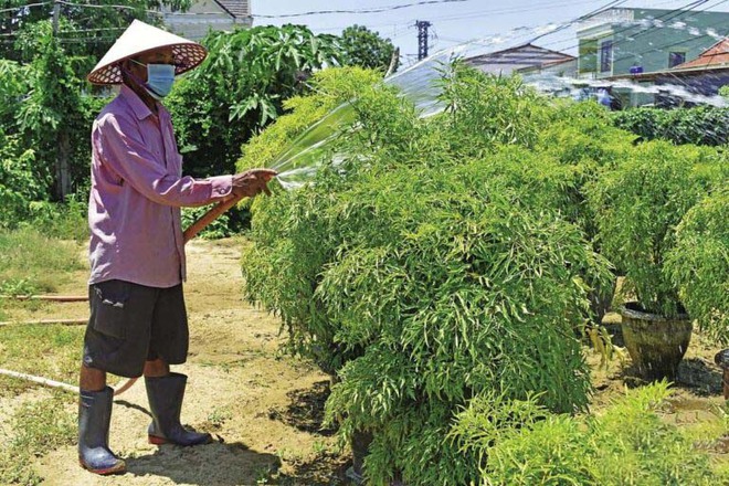Cây đinh lăng - loài cây "nhỏ mà có võ" - Ảnh 3.