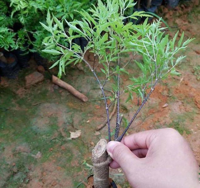 Cây đinh lăng - loài cây "nhỏ mà có võ" - Ảnh 4.
