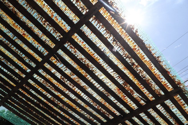 "Vũ nữ ch&acirc;n d&agrave;i" gi&aacute; hơn nửa triệu đồng/kg vẫn h&uacute;t kh&aacute;ch dịp Tết - Ảnh 6.