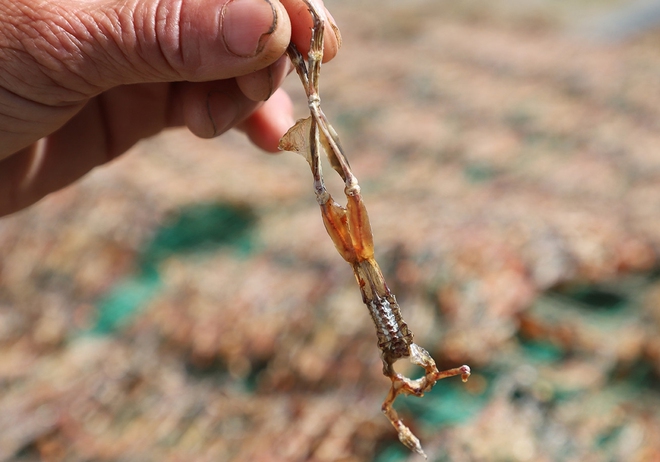 "Vũ nữ ch&acirc;n d&agrave;i" gi&aacute; hơn nửa triệu đồng/kg vẫn h&uacute;t kh&aacute;ch dịp Tết - Ảnh 3.