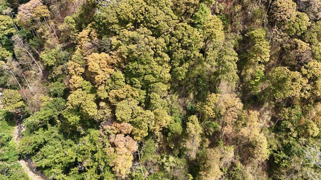 Đẹp ngỡ ng&agrave;ng rừng tự nhi&ecirc;n thay l&aacute; nhuộm sắc đ&egrave;o Măng Đen- Ảnh 8.