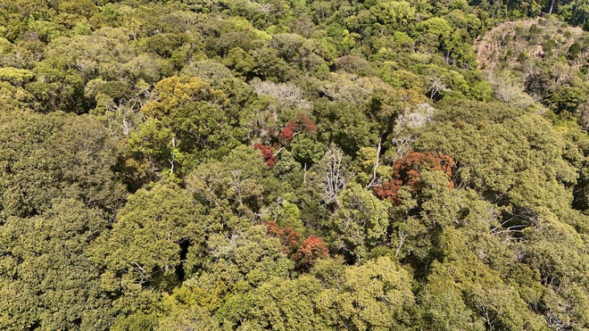 Đẹp ngỡ ng&agrave;ng rừng tự nhi&ecirc;n thay l&aacute; nhuộm sắc đ&egrave;o Măng Đen- Ảnh 14.