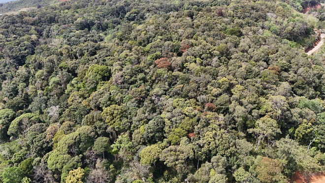 Đẹp ngỡ ng&agrave;ng rừng tự nhi&ecirc;n thay l&aacute; nhuộm sắc đ&egrave;o Măng Đen- Ảnh 13.