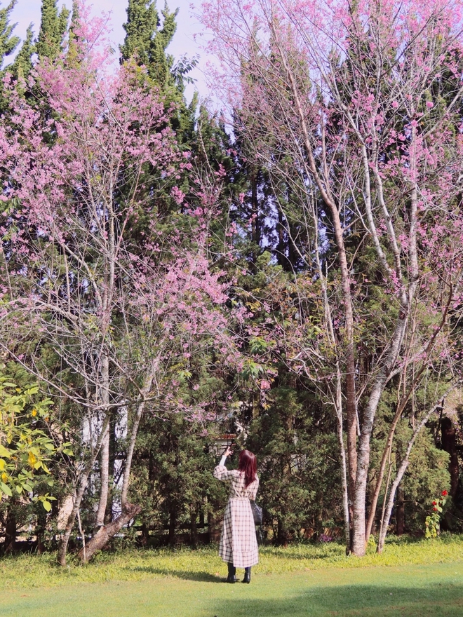 Ca sĩ T&oacute;c Ti&ecirc;n "đốn tim" người h&acirc;m mộ b&ecirc;n hoa mai anh đ&agrave;o - Ảnh 2.