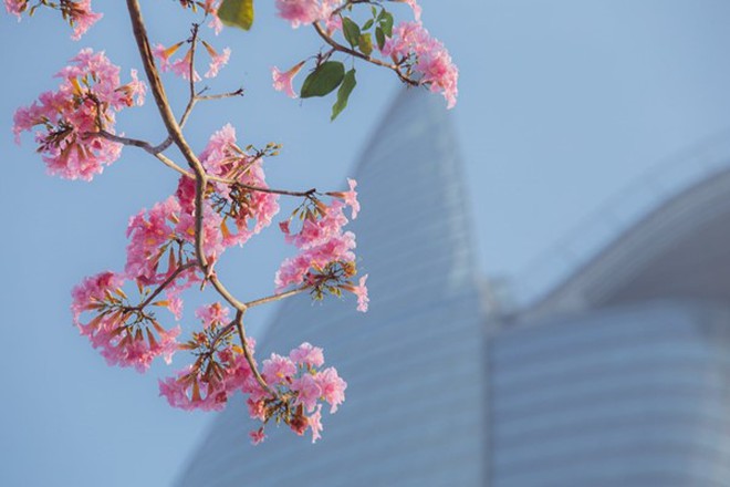 K&egrave;n hồng khoe sắc, rực rỡ th&aacute;ng 3 - Ảnh 6.