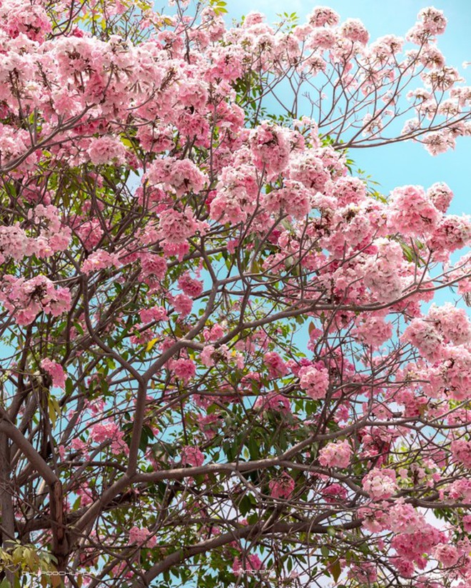 K&egrave;n hồng khoe sắc, rực rỡ th&aacute;ng 3 - Ảnh 2.