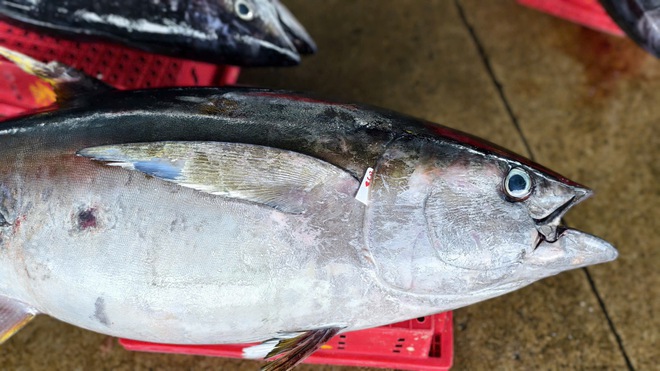 Cận cảnh đầy k&iacute;n hầm c&aacute; ngừ đại dương sau chuyến biển 2 tuần của ngư d&acirc;n Quảng Ng&atilde;i- Ảnh 4.