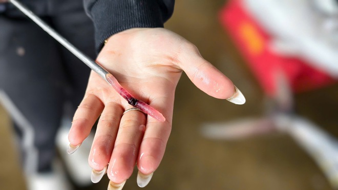 Cận cảnh đầy k&iacute;n hầm c&aacute; ngừ đại dương sau chuyến biển 2 tuần của ngư d&acirc;n Quảng Ng&atilde;i- Ảnh 8.