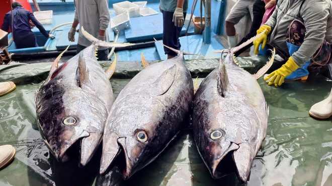 Cận cảnh đầy k&iacute;n hầm c&aacute; ngừ đại dương sau chuyến biển 2 tuần của ngư d&acirc;n Quảng Ng&atilde;i- Ảnh 3.