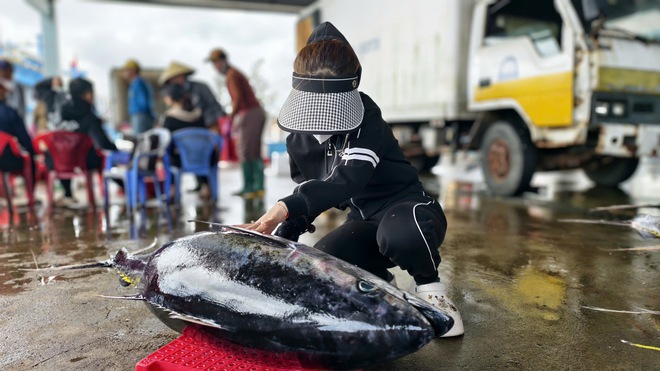 Cận cảnh đầy k&iacute;n hầm c&aacute; ngừ đại dương sau chuyến biển 2 tuần của ngư d&acirc;n Quảng Ng&atilde;i- Ảnh 7.