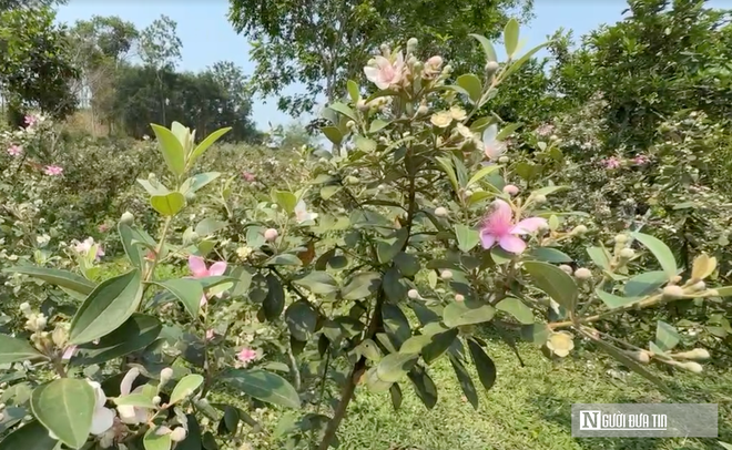 Rời ghế gi&aacute;m đốc, về qu&ecirc; trồng loại c&acirc;y &ldquo;k&yacute; ức tuổi thơ&rdquo; mang lại thu nhập cao- Ảnh 4.