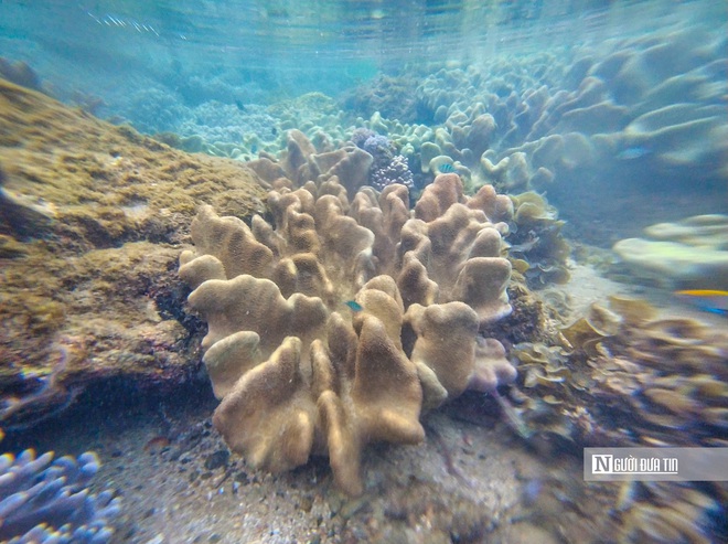 Đắk Lăks: Kh&ocirc;ng đ&oacute;n kh&aacute;ch ồ ạt, ngăn suy tho&aacute;i rạn san h&ocirc; danh thắng quốc gia H&ograve;n Yến - Ảnh 5.