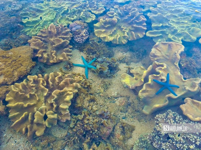 Đắk Lăks: Kh&ocirc;ng đ&oacute;n kh&aacute;ch ồ ạt, ngăn suy tho&aacute;i rạn san h&ocirc; danh thắng quốc gia H&ograve;n Yến - Ảnh 3.