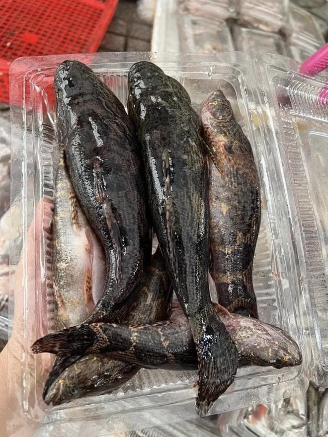 Lo&agrave;i c&aacute; c&oacute; m&agrave;u tối thui l&agrave; "vua c&aacute; nước ngọt", c&oacute; gi&aacute; nửa triệu/kg vẫn đắt h&agrave;ng - Ảnh 2.