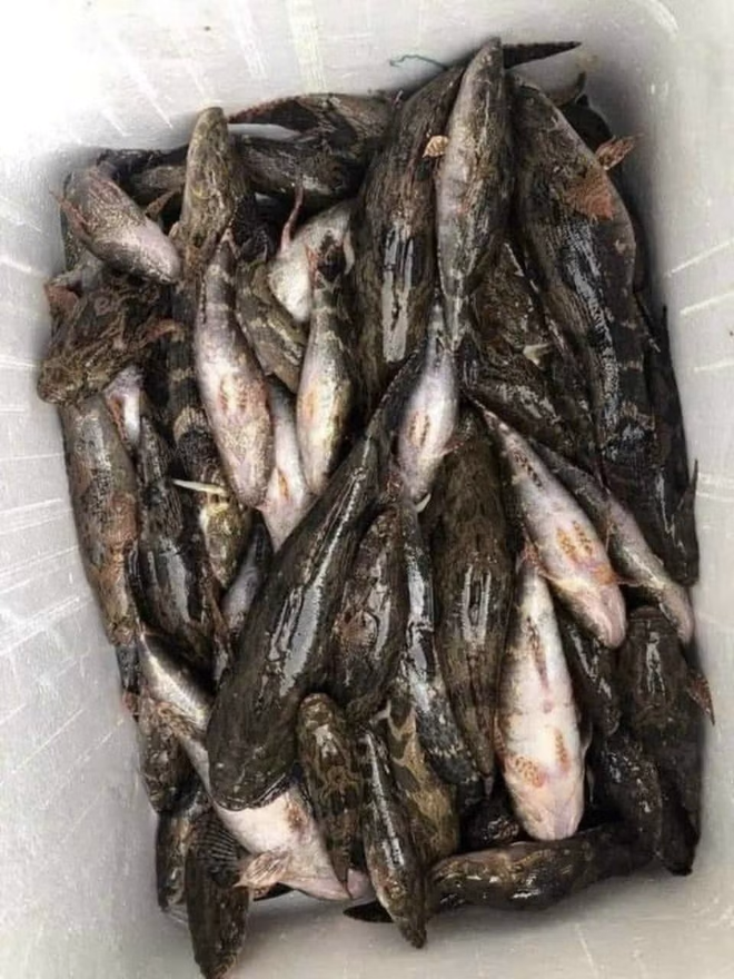Lo&agrave;i c&aacute; c&oacute; m&agrave;u tối thui l&agrave; "vua c&aacute; nước ngọt", c&oacute; gi&aacute; nửa triệu/kg vẫn đắt h&agrave;ng - Ảnh 3.