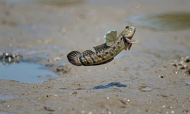 Loại c&aacute; biết leo c&acirc;y, biết chạy nhảy tr&ecirc;n cạn, l&agrave; đặc sản trứ danh miền T&acirc;y  - Ảnh 5.