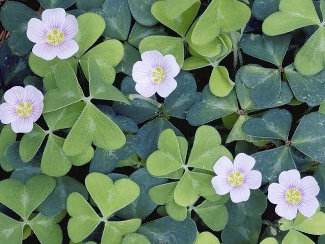 Lo&agrave;i rau mọc hoang khắp vườn d&ugrave;ng nấu canh chua, ẩn chứa nhiều điều bất ngờ cho sức khỏe - Ảnh 5.