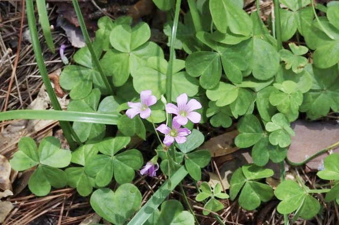 Lo&agrave;i rau mọc hoang khắp vườn d&ugrave;ng nấu canh chua, ẩn chứa nhiều điều bất ngờ cho sức khỏe - Ảnh 4.