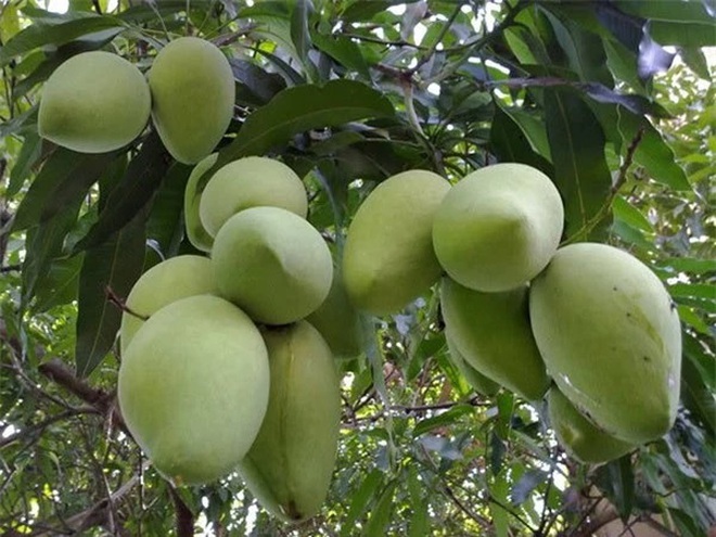 Những thức quà miền nhiệt đới trong biệt phủ nghìn mét vuông của Mỹ Tâm - Ảnh 5.