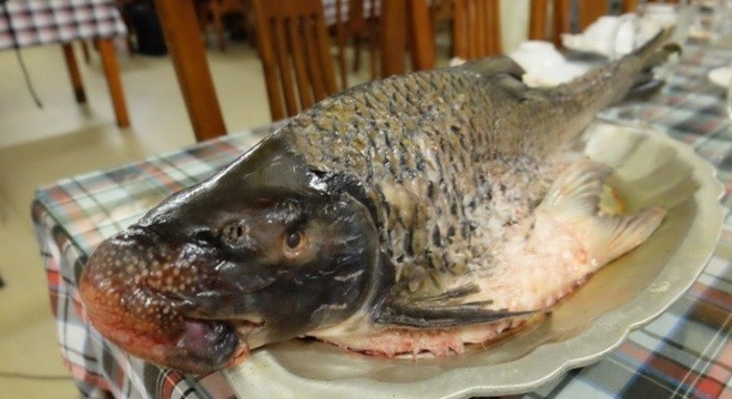 Loại c&aacute; c&oacute; ngoại h&igrave;nh xấu x&iacute; nhưng c&aacute;i t&ecirc;n lại đẹp, gi&aacute; l&ecirc;n tới cả triệu đồng/kg - Ảnh 3.