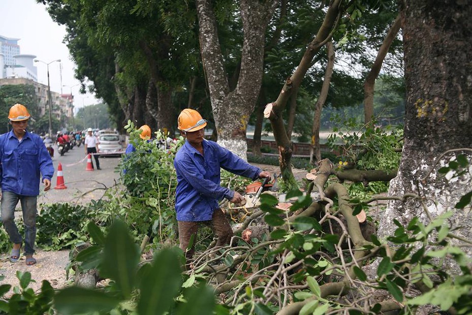 Hà Nội: Đốn tỉa hơn 100 cây xanh ở đường Kim Mã trong 1 tháng