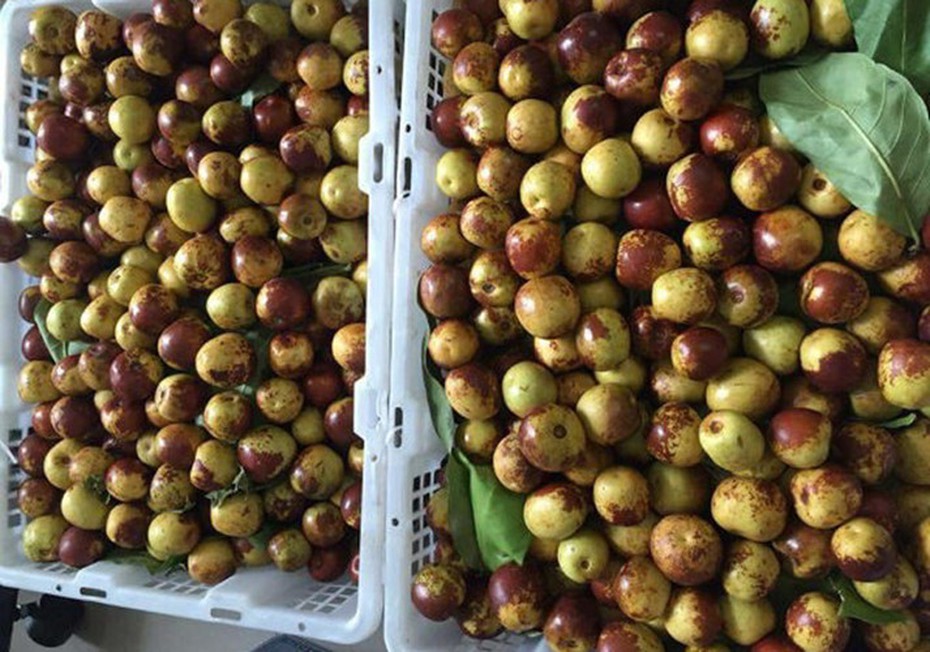 Thực hư 'thần dược' hồng táo TQ bán đầy các chợ có thể chữa ung thư?
