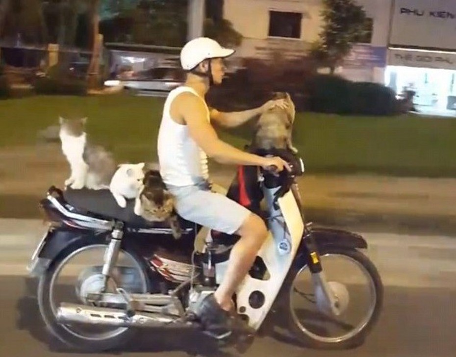 Clip thanh niên Việt đi xe máy chở 4 chú mèo khiến báo Anh kinh ngạc