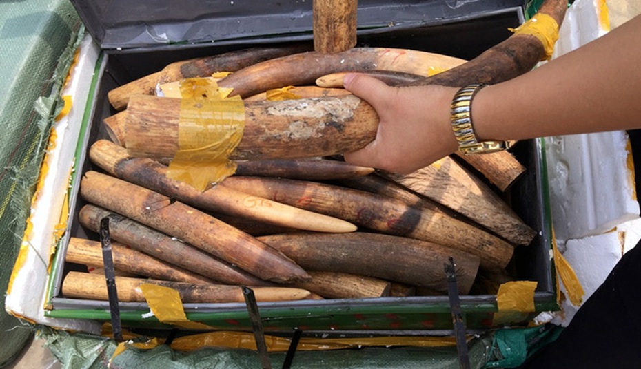 Bắt 309 kg ngà voi: PTT Trương Hòa Bình gửi thư khen TCHQ