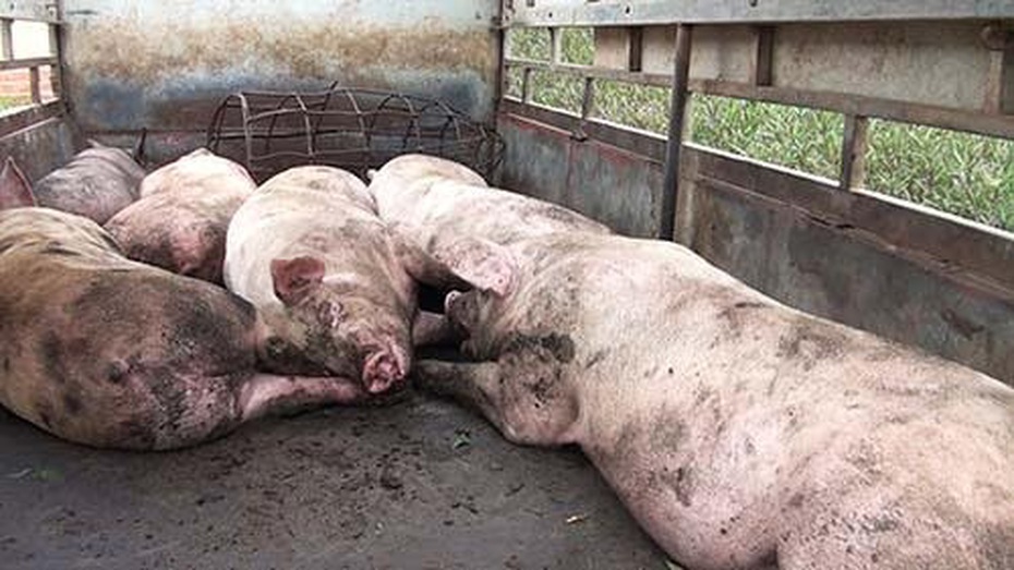 Hoang mang hơn 700kg thịt lợn không rõ nguồn gốc suýt được tiêu thụ
