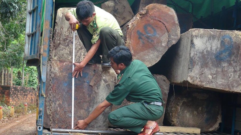 Video: Biên phòng nổ súng chặn đoàn xe cướp gỗ lậu